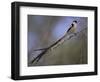 Pin-Tailed Whydah (Vidua Macroura), Male in Breeding Plumage, South Africa, Africa-Ann & Steve Toon-Framed Photographic Print