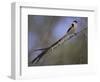 Pin-Tailed Whydah (Vidua Macroura), Male in Breeding Plumage, South Africa, Africa-Ann & Steve Toon-Framed Photographic Print