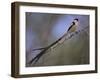 Pin-Tailed Whydah (Vidua Macroura), Male in Breeding Plumage, South Africa, Africa-Ann & Steve Toon-Framed Photographic Print