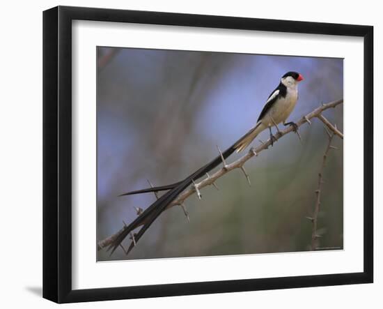 Pin-Tailed Whydah (Vidua Macroura), Male in Breeding Plumage, South Africa, Africa-Ann & Steve Toon-Framed Photographic Print