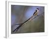 Pin-Tailed Whydah (Vidua Macroura), Male in Breeding Plumage, South Africa, Africa-Ann & Steve Toon-Framed Photographic Print