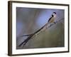 Pin-Tailed Whydah (Vidua Macroura), Male in Breeding Plumage, South Africa, Africa-Ann & Steve Toon-Framed Photographic Print