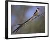 Pin-Tailed Whydah (Vidua Macroura), Male in Breeding Plumage, South Africa, Africa-Ann & Steve Toon-Framed Photographic Print