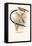 Pin-Tailed Whydah-Arthur G. Butler-Framed Stretched Canvas