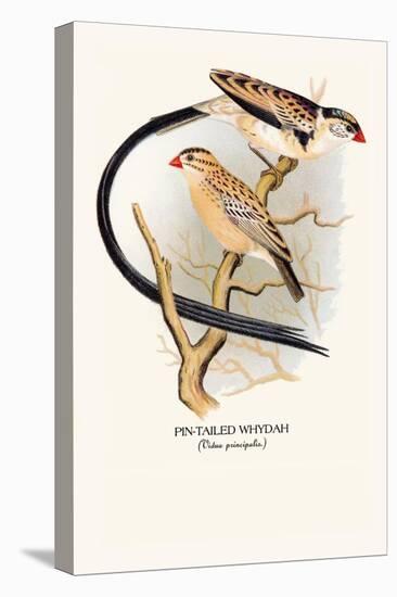 Pin-Tailed Whydah-Arthur G. Butler-Stretched Canvas