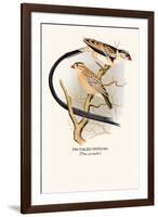Pin-Tailed Whydah-Arthur G. Butler-Framed Art Print