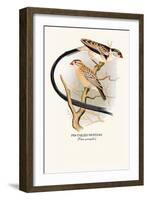 Pin-Tailed Whydah-Arthur G. Butler-Framed Art Print