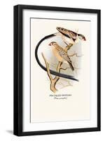 Pin-Tailed Whydah-Arthur G. Butler-Framed Art Print