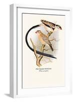 Pin-Tailed Whydah-Arthur G. Butler-Framed Art Print