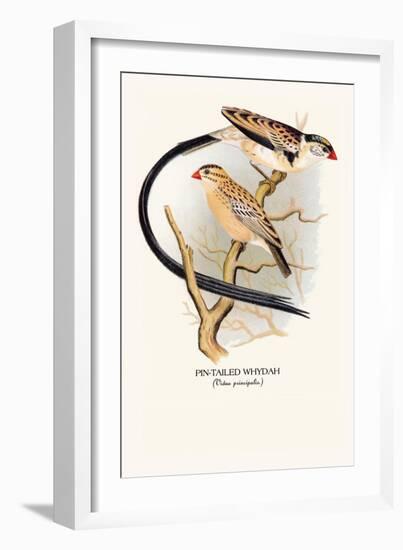 Pin-Tailed Whydah-Arthur G. Butler-Framed Art Print