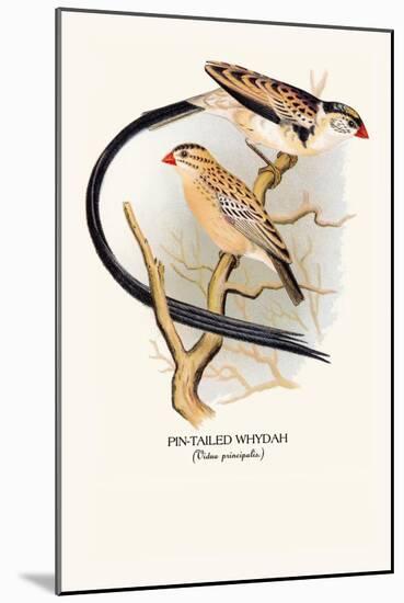 Pin-Tailed Whydah-Arthur G. Butler-Mounted Art Print