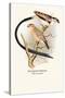 Pin-Tailed Whydah-Arthur G. Butler-Stretched Canvas