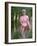 Pin-Up and Foxgloves-Charles Woof-Framed Photographic Print