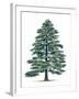 Pinaceae, Himalayan Cedar Cedrus Deodara-null-Framed Giclee Print