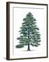 Pinaceae, Himalayan Cedar Cedrus Deodara-null-Framed Giclee Print