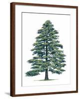 Pinaceae, Himalayan Cedar Cedrus Deodara-null-Framed Giclee Print