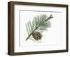 Pinaceae, Leaves and Cones of Mountain Pine Pinus Mugo-null-Framed Giclee Print