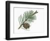 Pinaceae, Leaves and Cones of Mountain Pine Pinus Mugo-null-Framed Giclee Print