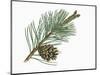 Pinaceae, Leaves and Cones of Mountain Pine Pinus Mugo-null-Mounted Giclee Print
