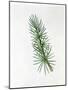 Pinaceae - Leaves of Atlas Cedar Cedrus Atlantica-null-Mounted Giclee Print