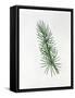Pinaceae - Leaves of Atlas Cedar Cedrus Atlantica-null-Framed Stretched Canvas