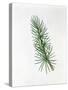 Pinaceae - Leaves of Atlas Cedar Cedrus Atlantica-null-Stretched Canvas