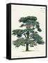 Pinaceae, Lebanon Cedar Cedrus Libani-null-Framed Stretched Canvas