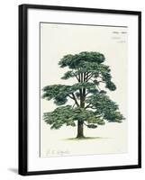 Pinaceae, Lebanon Cedar Cedrus Libani-null-Framed Giclee Print