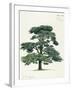 Pinaceae, Lebanon Cedar Cedrus Libani-null-Framed Giclee Print