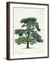 Pinaceae, Lebanon Cedar Cedrus Libani-null-Framed Giclee Print