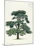 Pinaceae, Lebanon Cedar Cedrus Libani-null-Mounted Giclee Print