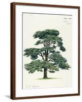 Pinaceae, Lebanon Cedar Cedrus Libani-null-Framed Giclee Print