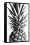 Pinapple Black a White 03-1x Studio III-Framed Stretched Canvas