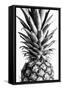 Pinapple Black a White 03-1x Studio III-Framed Stretched Canvas
