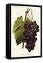 Pince's Black Grape-A. Kreyder-Framed Stretched Canvas