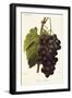 Pince's Black Grape-A. Kreyder-Framed Giclee Print