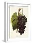 Pince's Black Grape-A. Kreyder-Framed Giclee Print