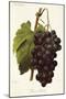 Pince's Black Grape-A. Kreyder-Mounted Giclee Print