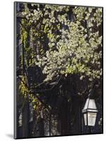 Pinckney Street, Beacon Hill, Boston, Massachusetts, USA-Walter Bibikow-Mounted Photographic Print