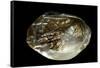 Pinctada Sp. (Pearl Oyster)-Paul Starosta-Framed Stretched Canvas