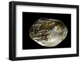 Pinctada Sp. (Pearl Oyster)-Paul Starosta-Framed Premium Photographic Print