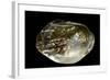 Pinctada Sp. (Pearl Oyster)-Paul Starosta-Framed Photographic Print