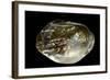 Pinctada Sp. (Pearl Oyster)-Paul Starosta-Framed Photographic Print