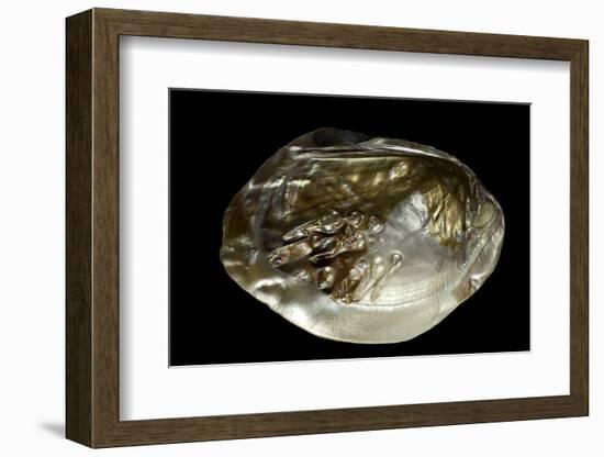 Pinctada Sp. (Pearl Oyster)-Paul Starosta-Framed Photographic Print