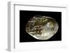 Pinctada Sp. (Pearl Oyster)-Paul Starosta-Framed Photographic Print