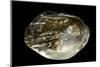 Pinctada Sp. (Pearl Oyster)-Paul Starosta-Mounted Photographic Print