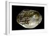 Pinctada Sp. (Pearl Oyster)-Paul Starosta-Framed Photographic Print