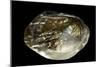 Pinctada Sp. (Pearl Oyster)-Paul Starosta-Mounted Photographic Print