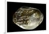 Pinctada Sp. (Pearl Oyster)-Paul Starosta-Framed Photographic Print