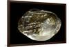 Pinctada Sp. (Pearl Oyster)-Paul Starosta-Framed Photographic Print